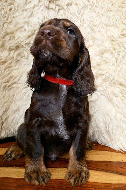 chocolate field spaniel puppies for sale